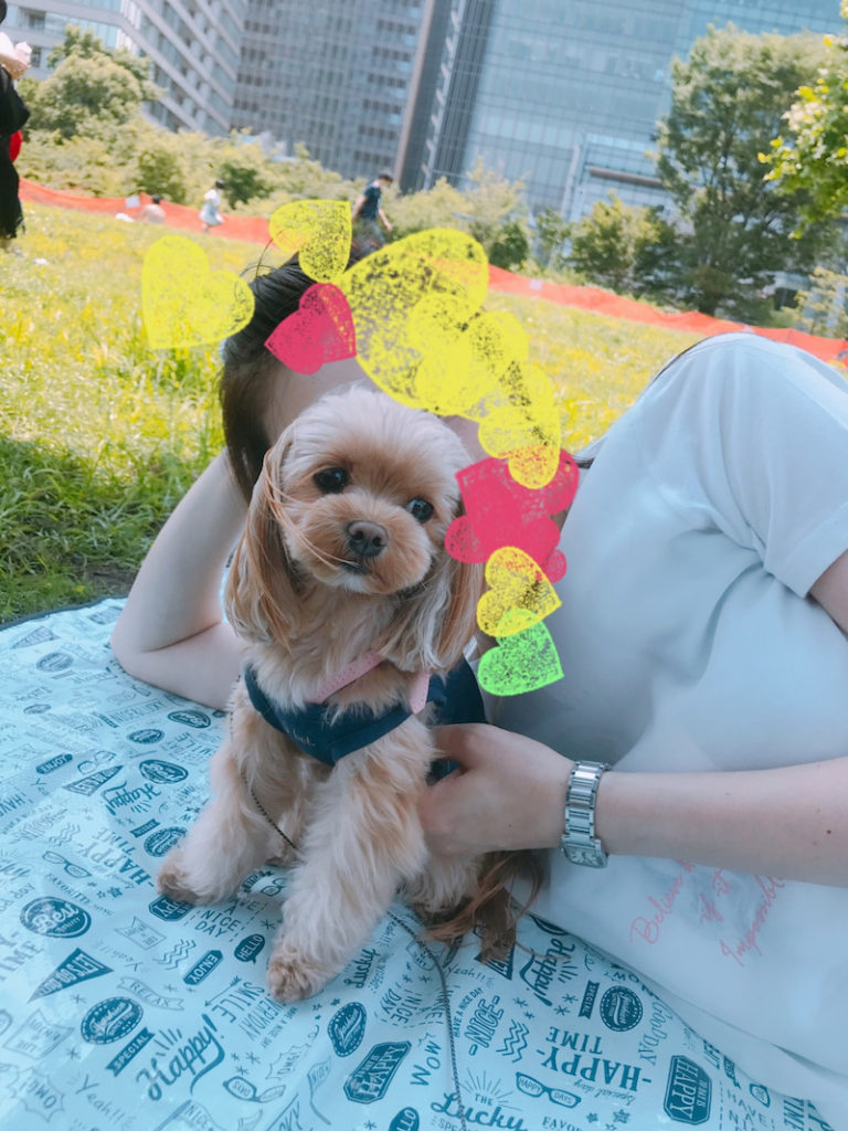 犬を飼うと後悔しないか 起こるデメリットとメリット10選 マルプーが伝える犬の気持ち