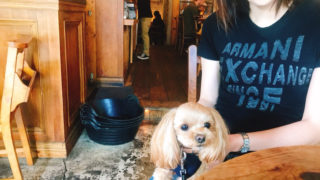 犬の風水 タグの記事一覧 マルプーが伝える犬の気持ち