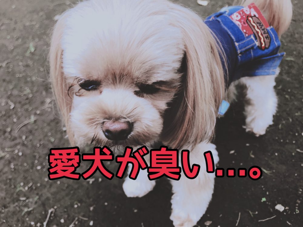 愛犬が臭い 病気 原因を知りたい方の６つの対策法 マルプーが伝える犬の気持ち