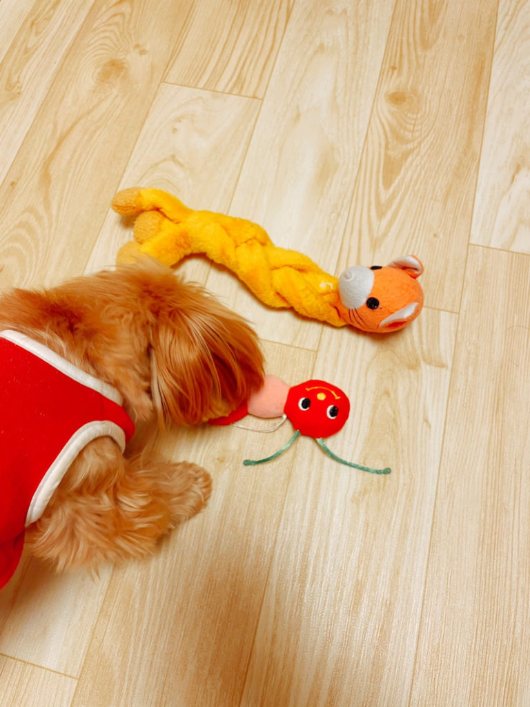 犬のおもちゃが臭い理由 マルプーが伝える犬の気持ち