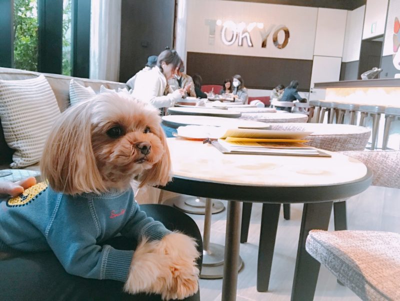 キンプトン新宿東京のカフェは犬連れランチやモーニングがリーズナブルな訳 マルプーが伝える犬の気持ち